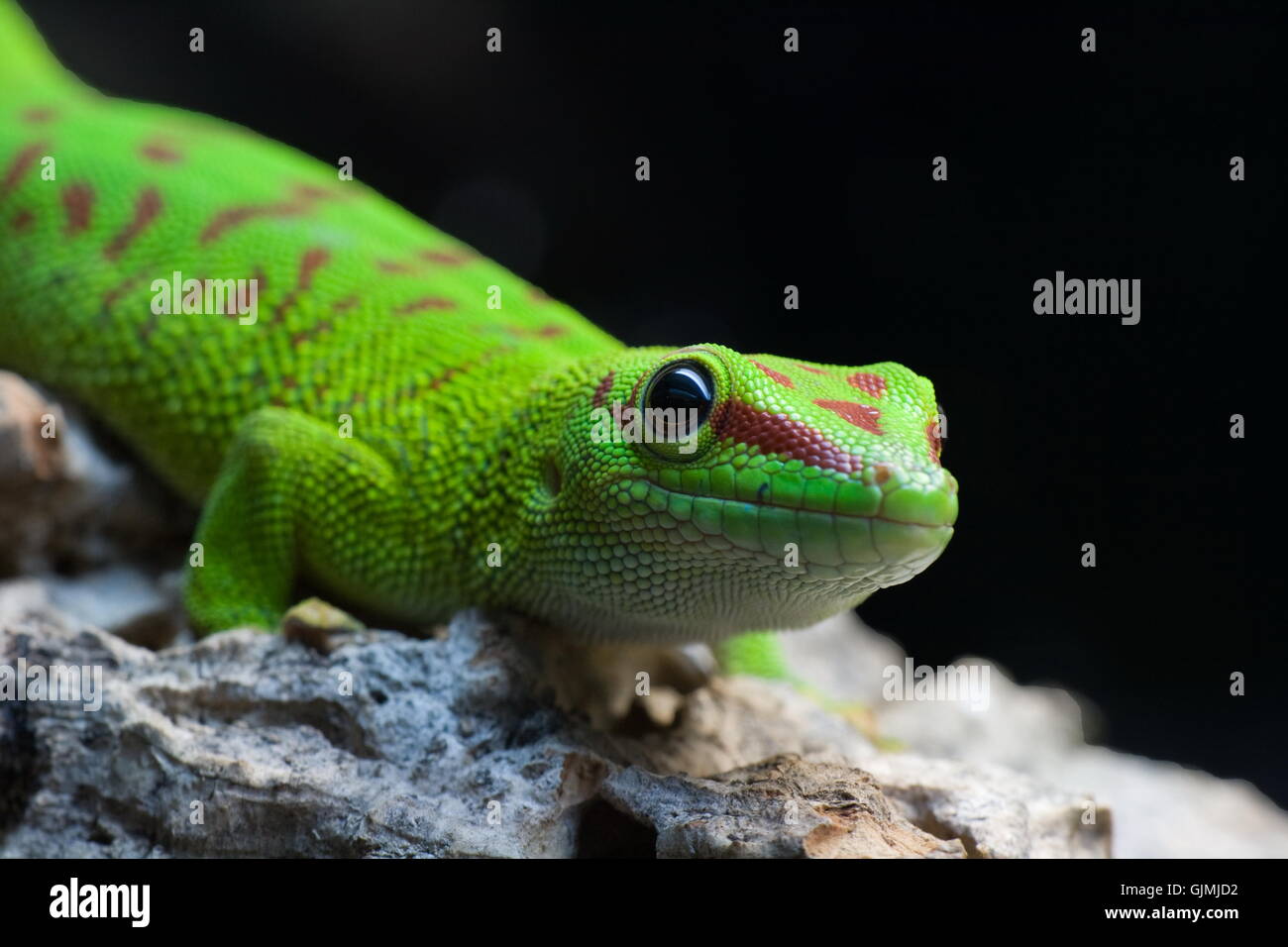 Reptil gecko verde Foto de stock