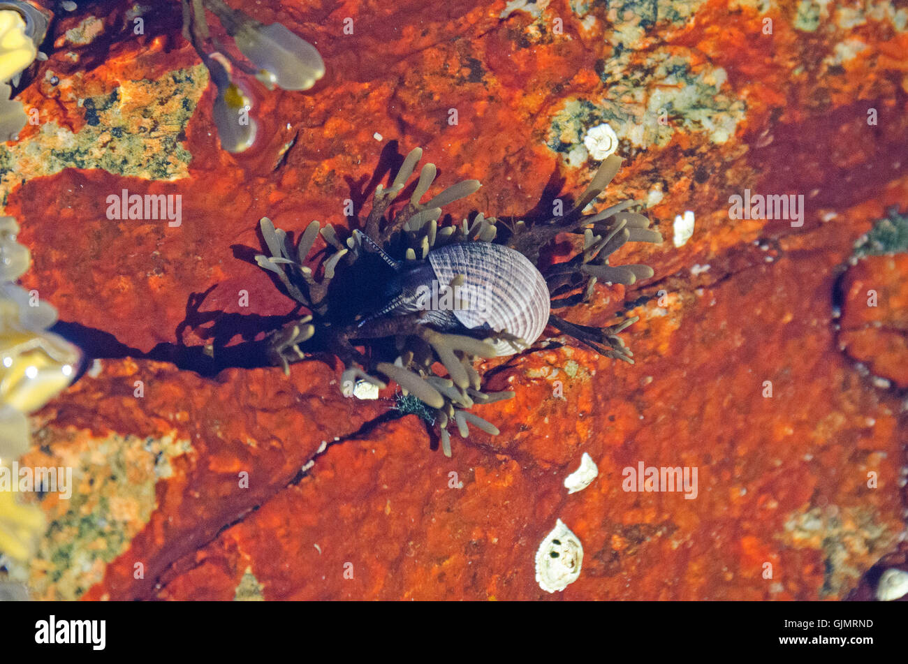 Bígaro común (Littorina littorea) alimentándose de rockweed, la isla de Mount Desert, Maine. Foto de stock