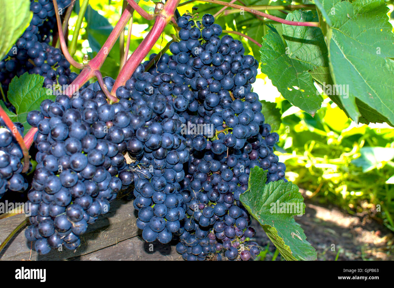Berry uvas maduras sobre casquillos,una rama, un arbusto, un postre, una fruta, un jardín, una planta, negro, alimentos, jardinería, uvas Foto de stock
