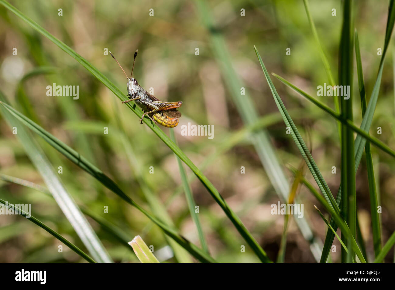 Saltamontes con vientre amarillo sentado en una hoja de hierba Foto de stock