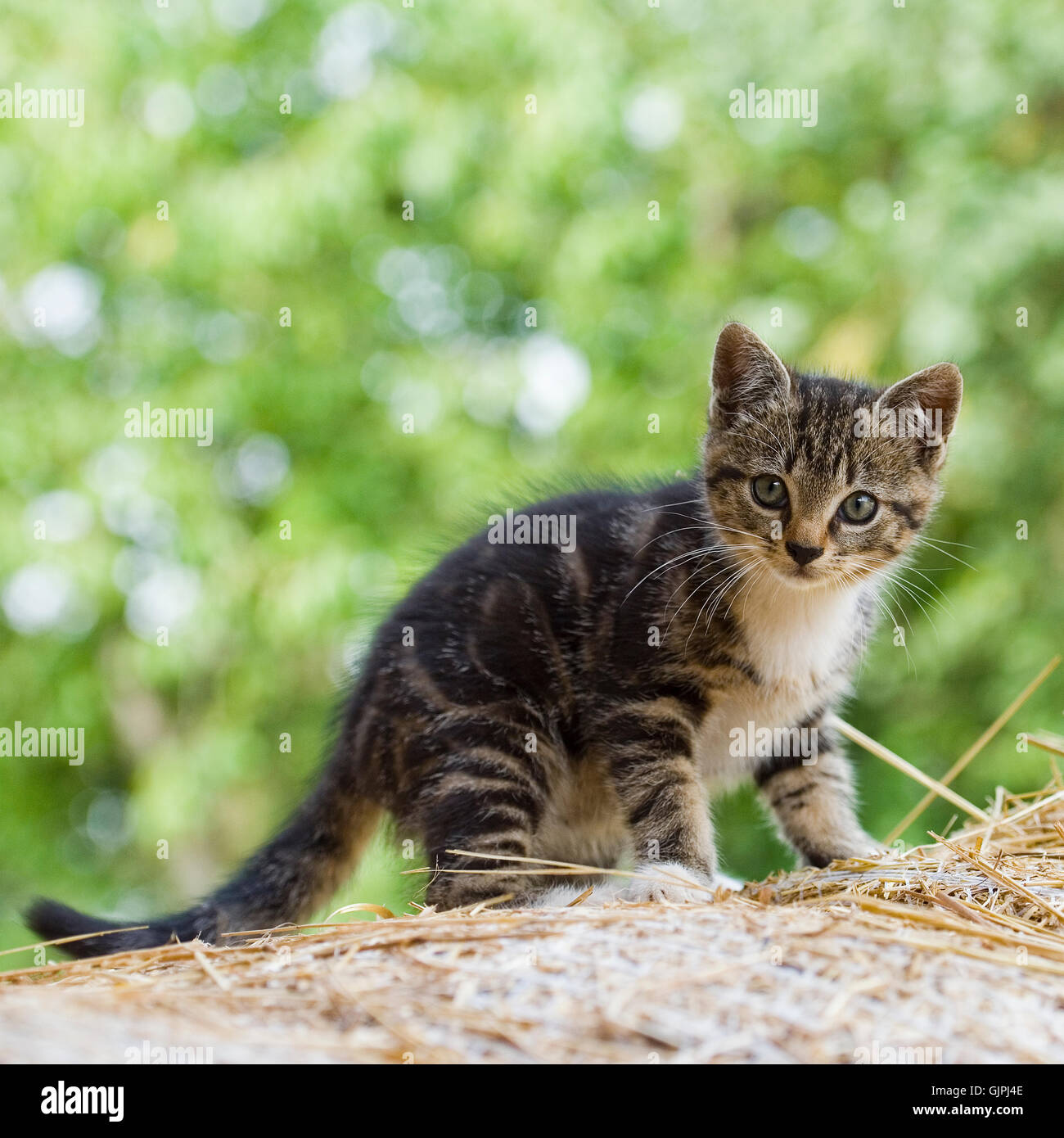 Gato, gatito, atigrado Foto de stock