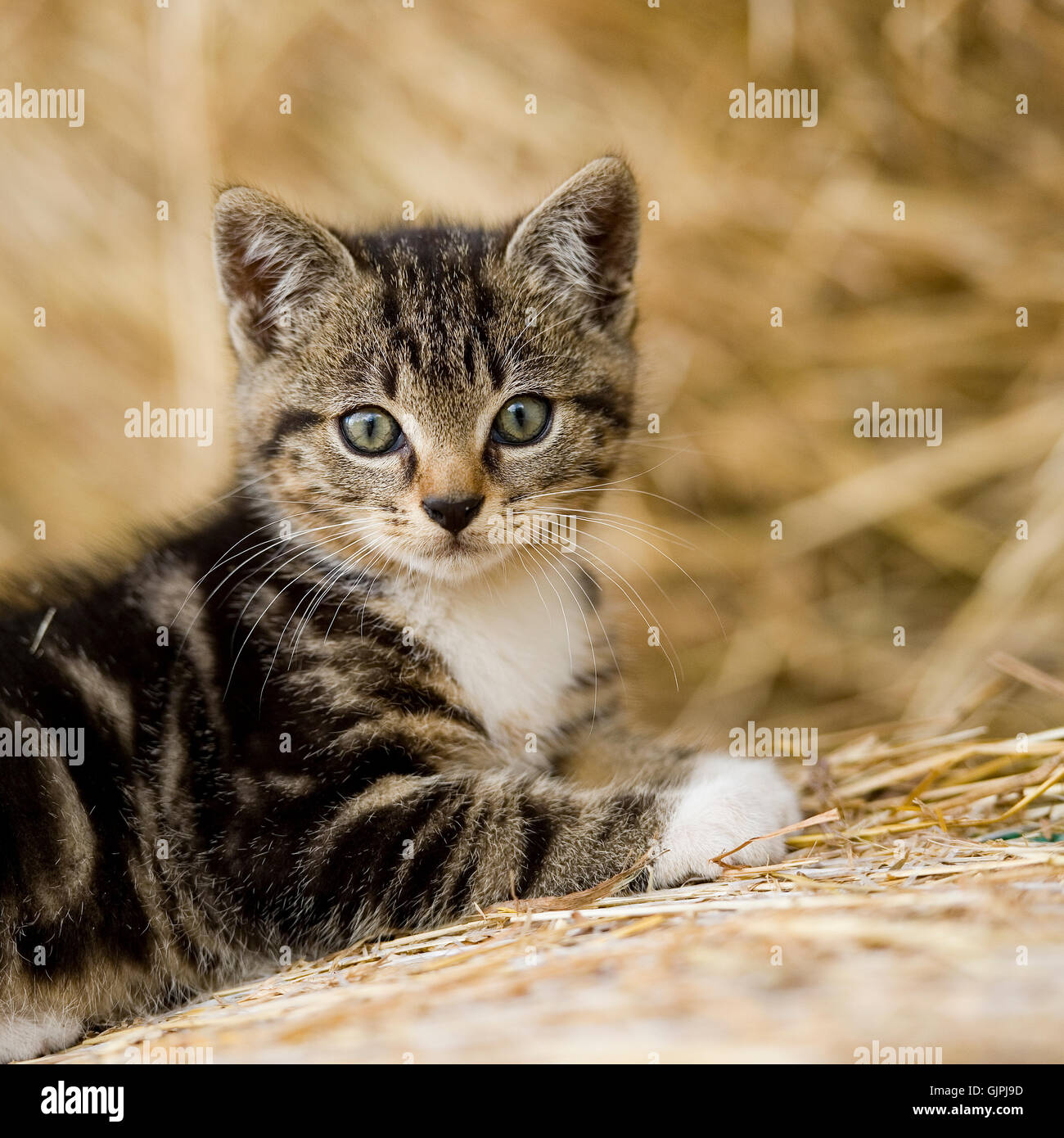 Atigrado gatito, cat. Foto de stock