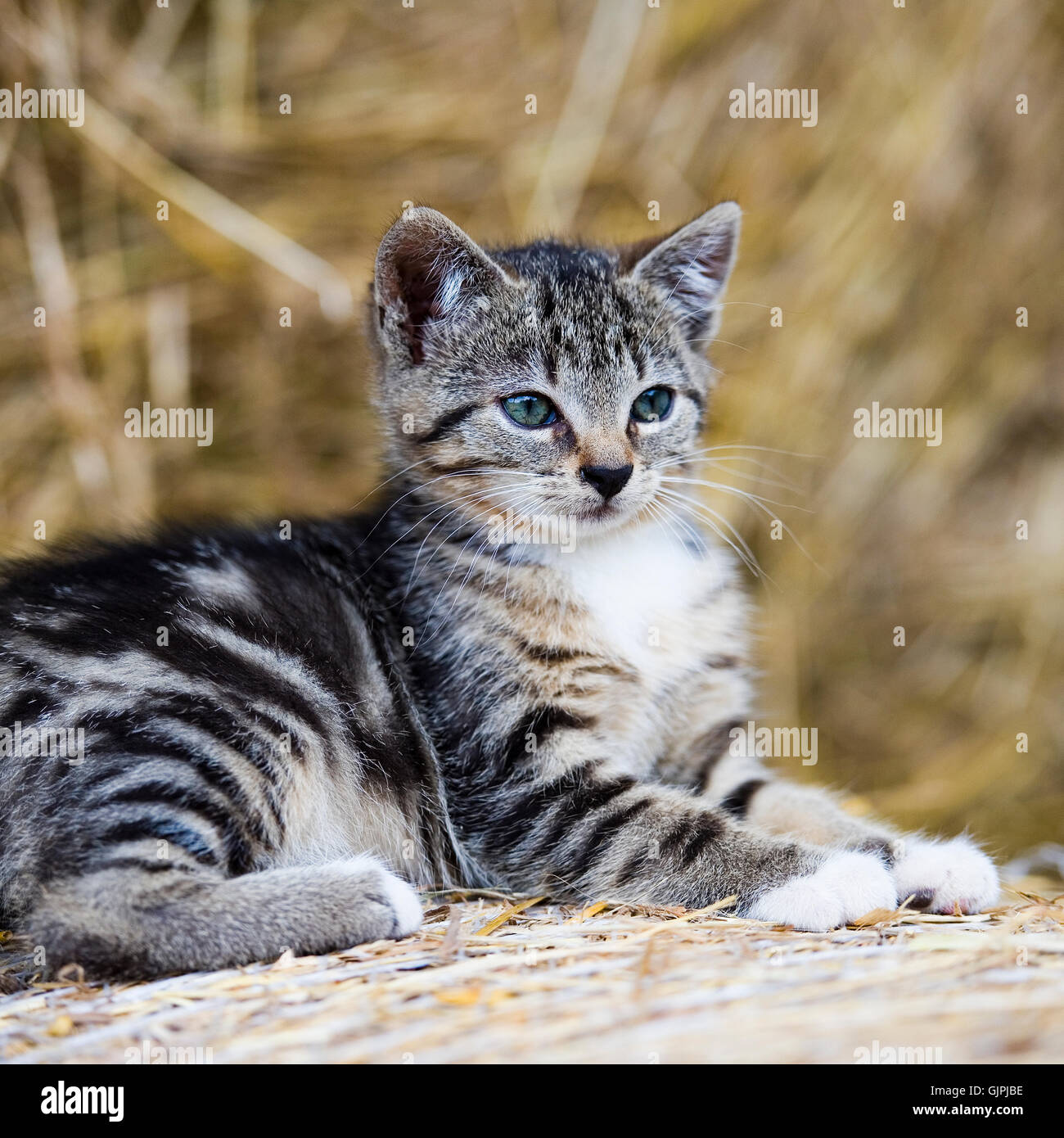 Gato atigrado gatito Foto de stock
