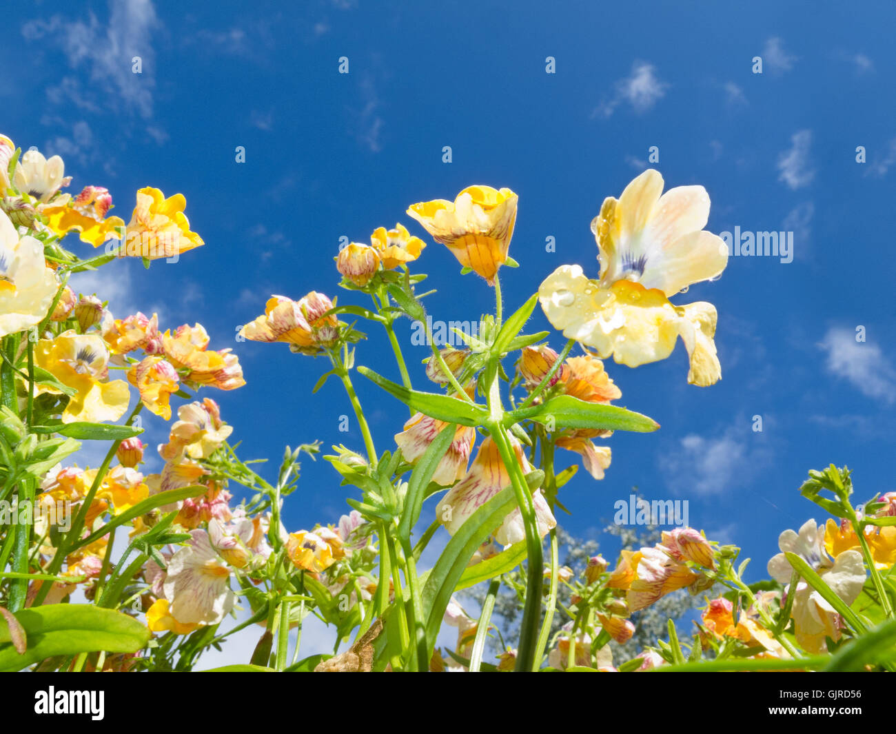 Nemesia sp. Flores de cerca contra el cielo azul Foto de stock