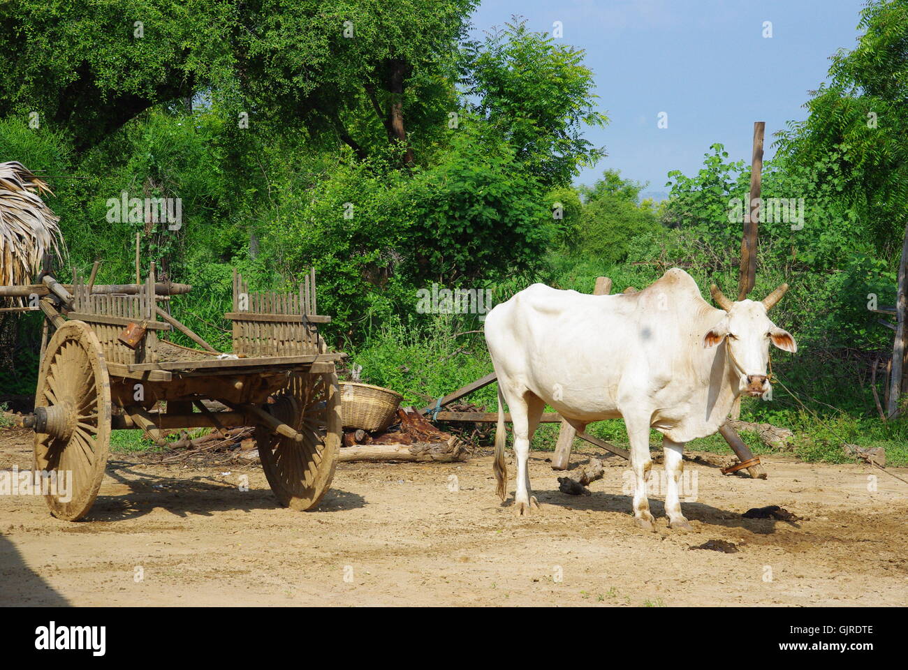 El búfalo y el carro, myanmar Foto de stock