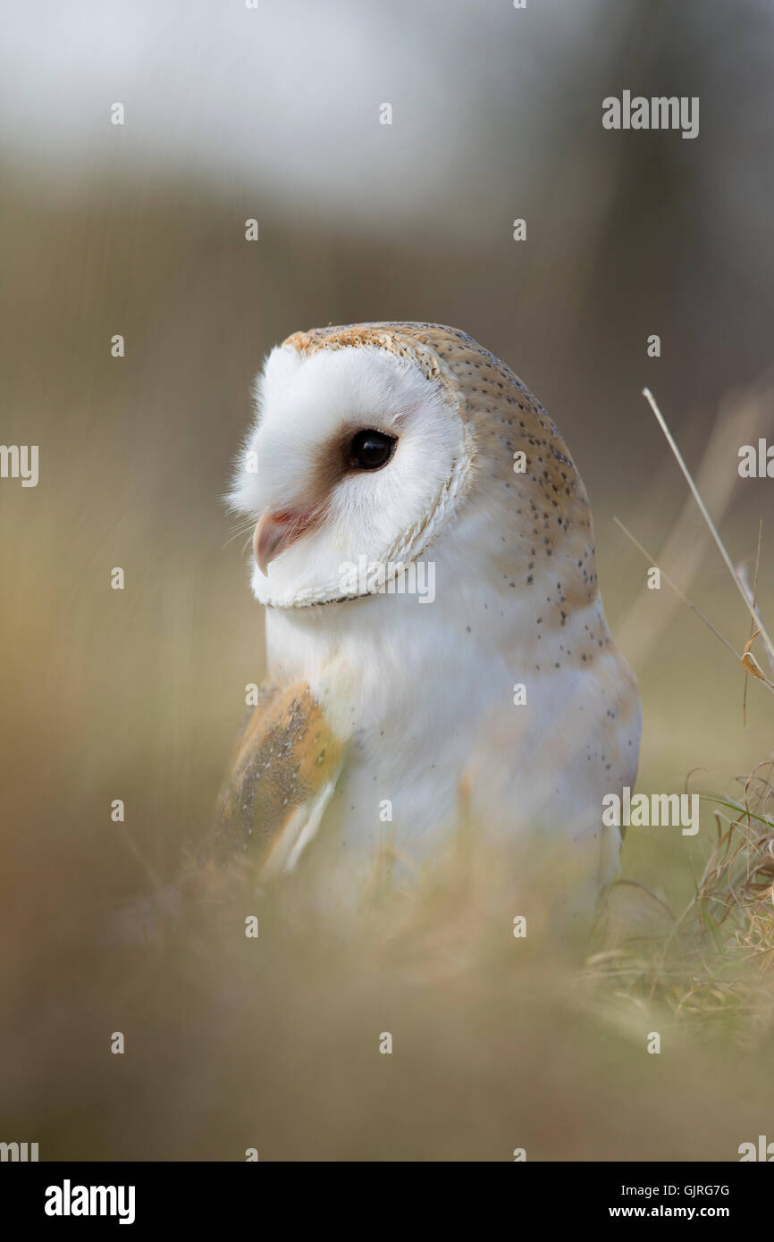 Lechuza Tyto alba; Cornwall; UK Foto de stock
