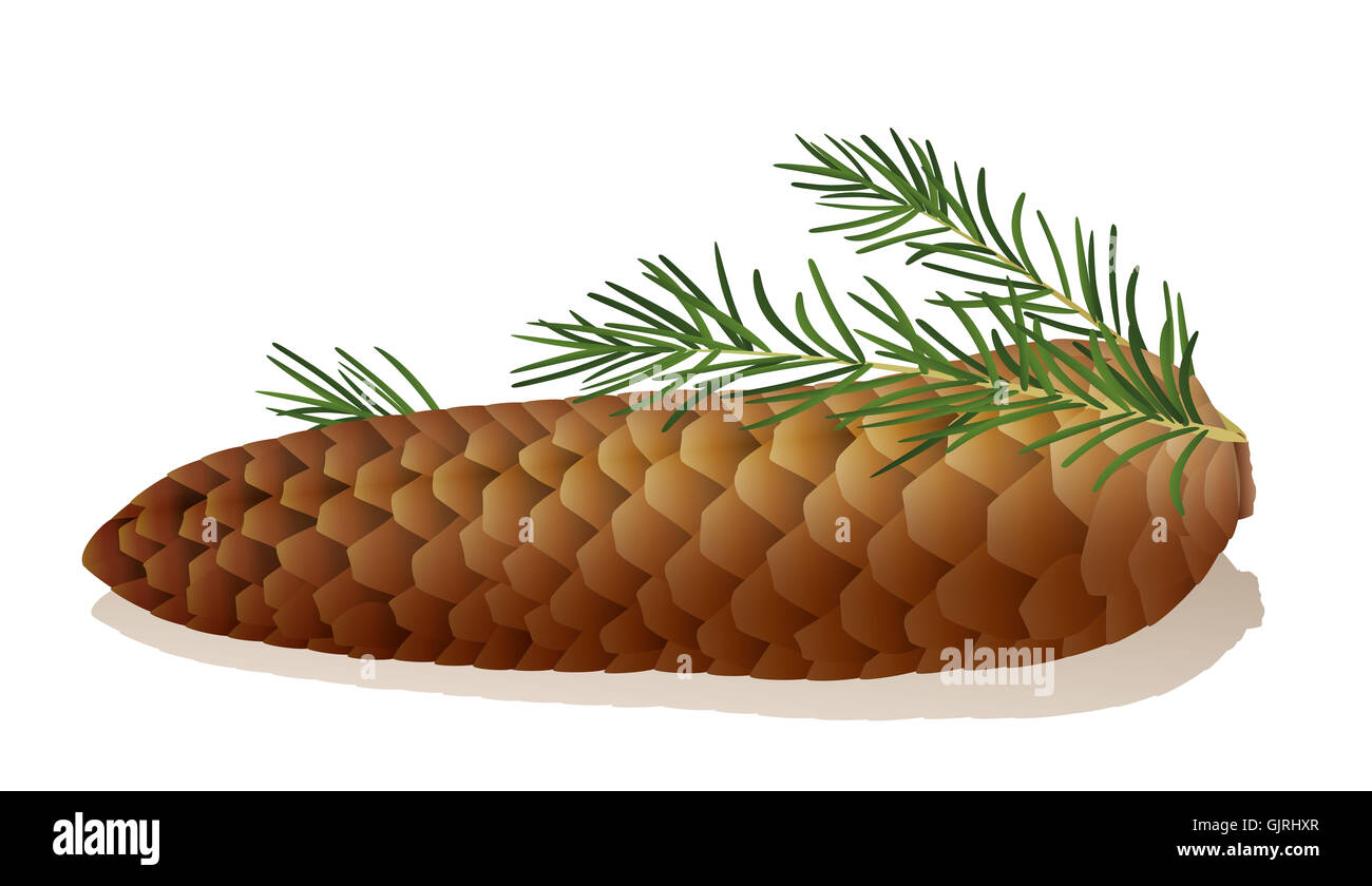 Ilustración de un cono de abeto con abeto agujas. Foto de stock