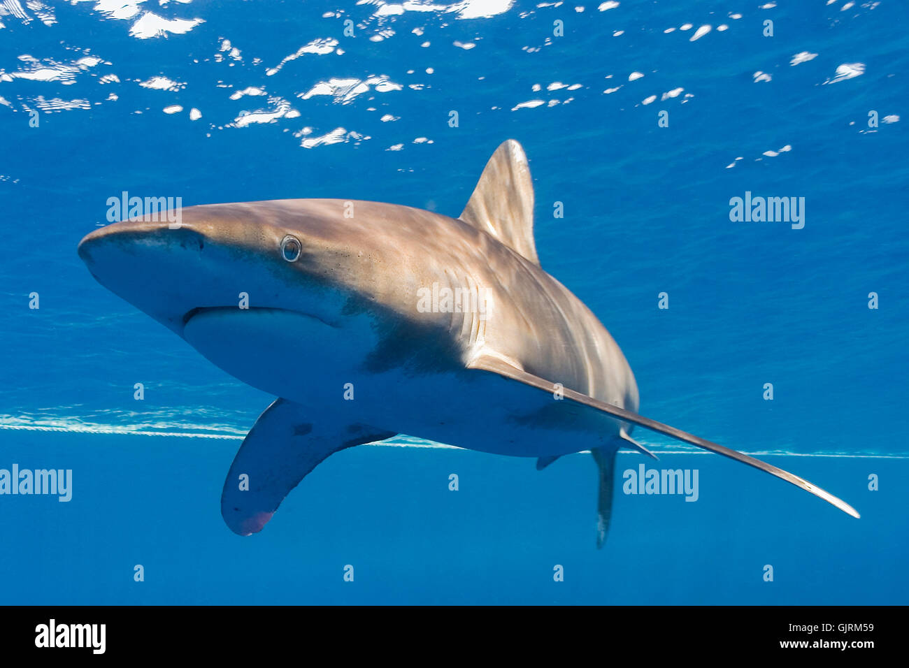 Cautividad tiburón branquias Foto de stock