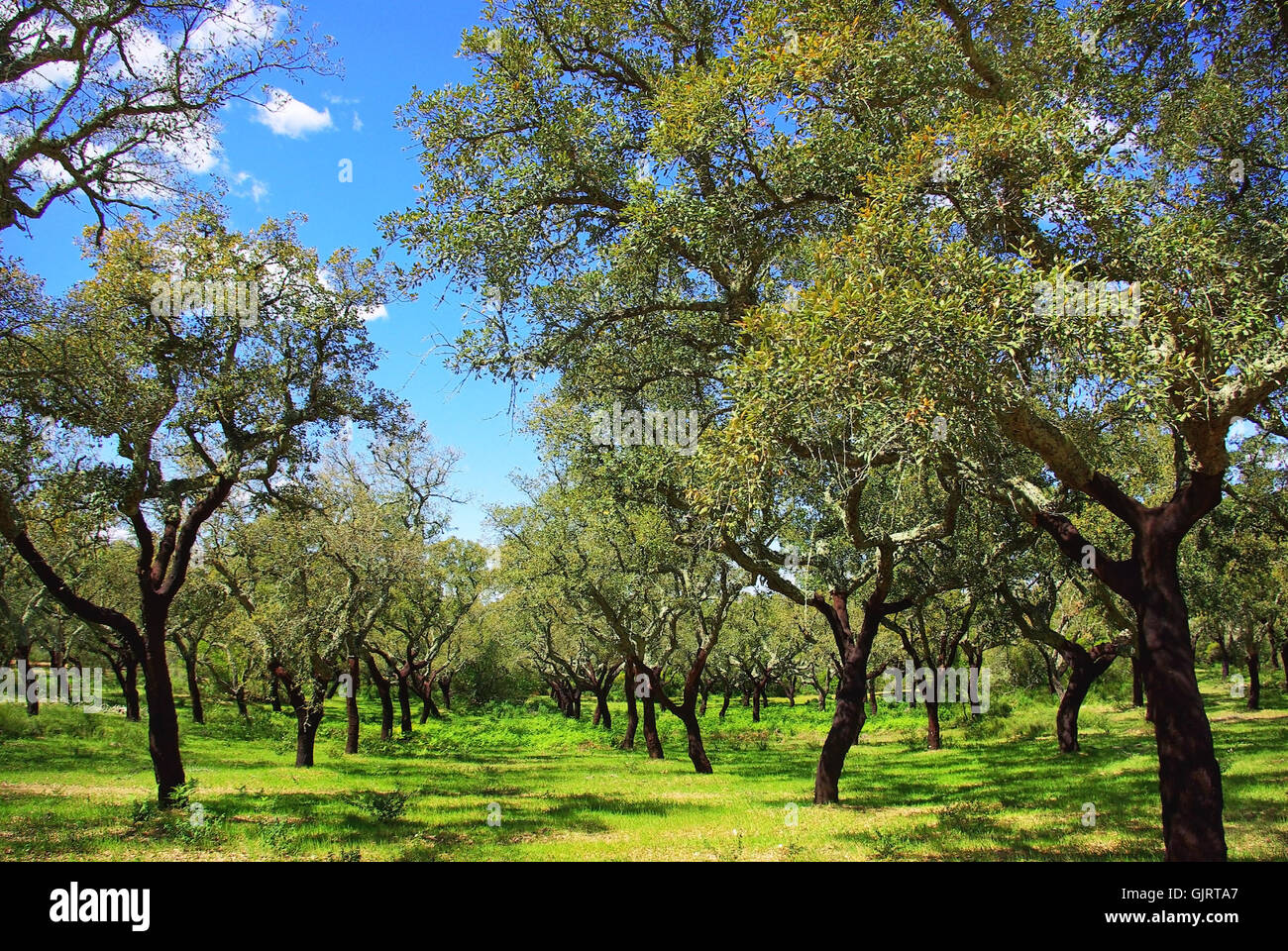 Oak tree mediterranean flora fotografías e imágenes de alta resolución - Página 4 - Alamy Oak tree mediterranean flora fotografías e imágenes de alta resolución - Página 4 - Alamy
