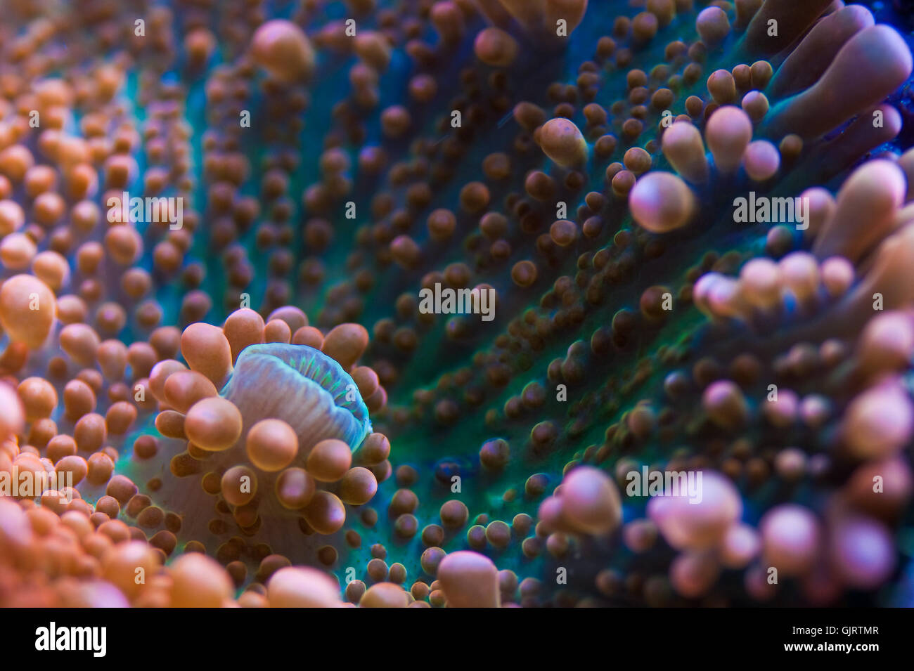Anémona acuario de coral Foto de stock