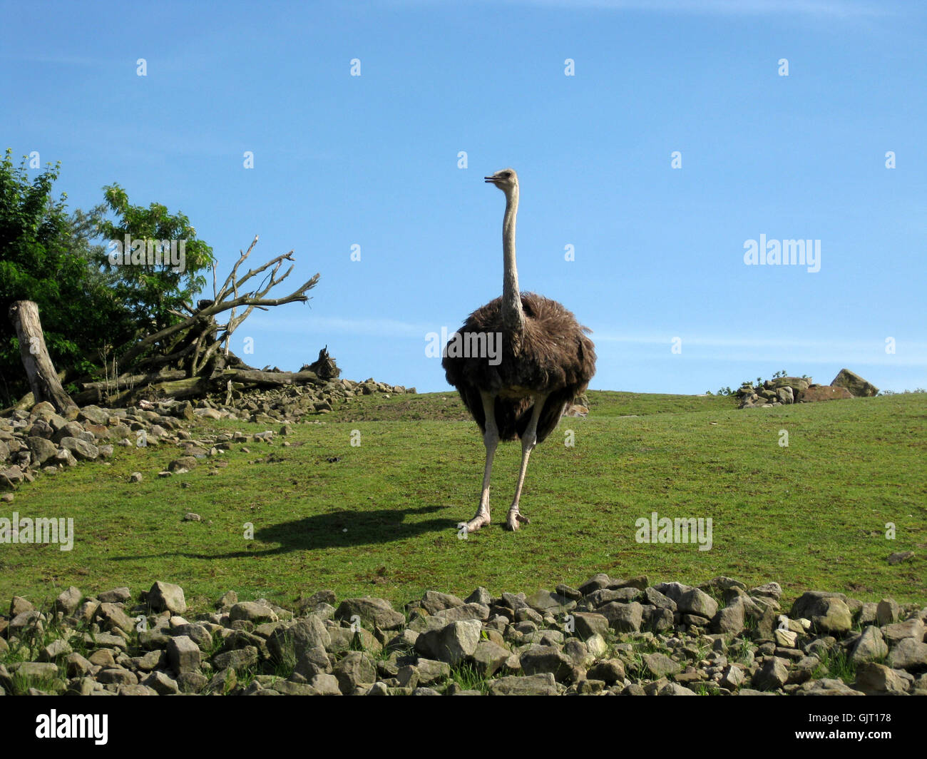 orgullosos de avestruz Foto de stock