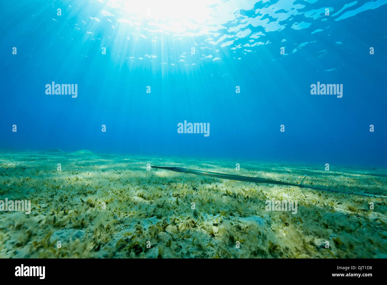 Blue Fish animal Foto de stock