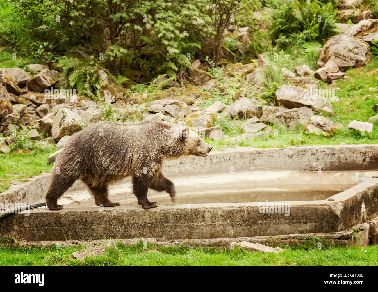 Imagen de un oso pardo en el parque de animales. Suecia. Foto de stock