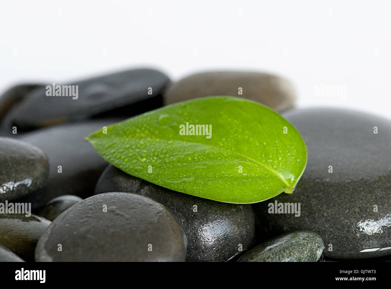 Hoja verde piedra Foto de stock