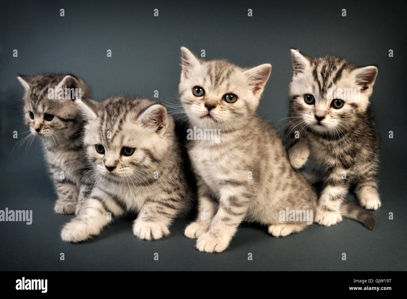 British Shorthair gatitos adorables animales hermoso bebé Gato encantador compañero felino doméstico lindo peluche fur peludo gatito kitty pequeño mamífero amorosa bonito jugar pet puss pussycat dulce pequeño bigotes de tigre joven Foto de stock