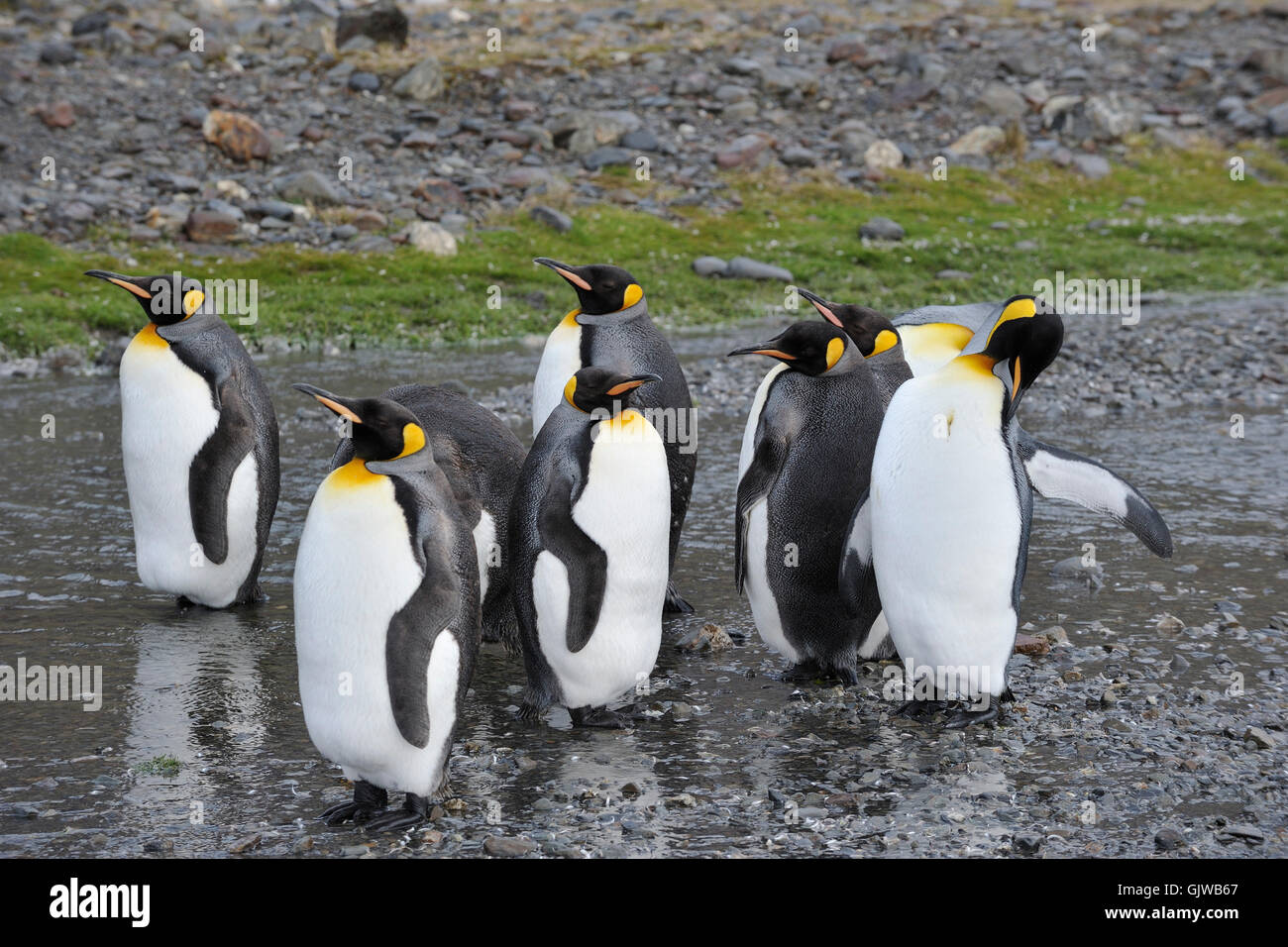 Pingüino Antártico wildlife Foto de stock