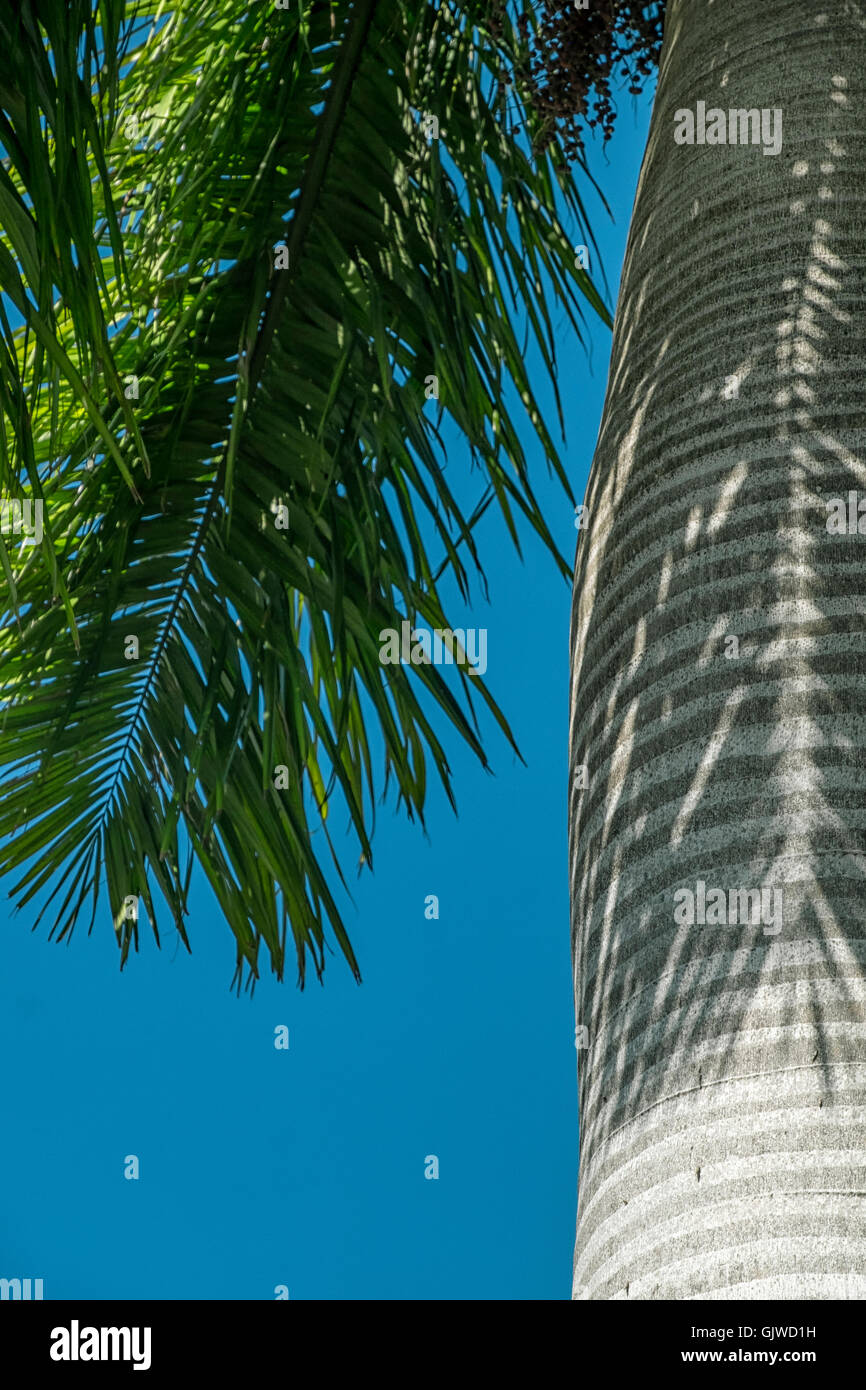 Cerca de una corteza de árbol de palma en un día soleado Foto de stock