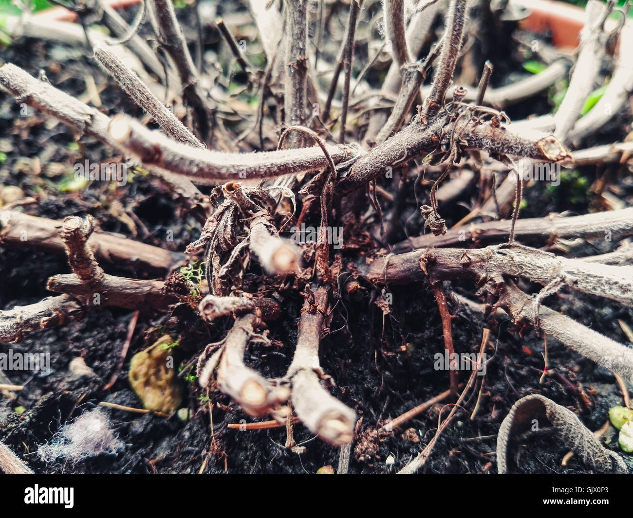 Las raíces de una planta enferma Foto de stock