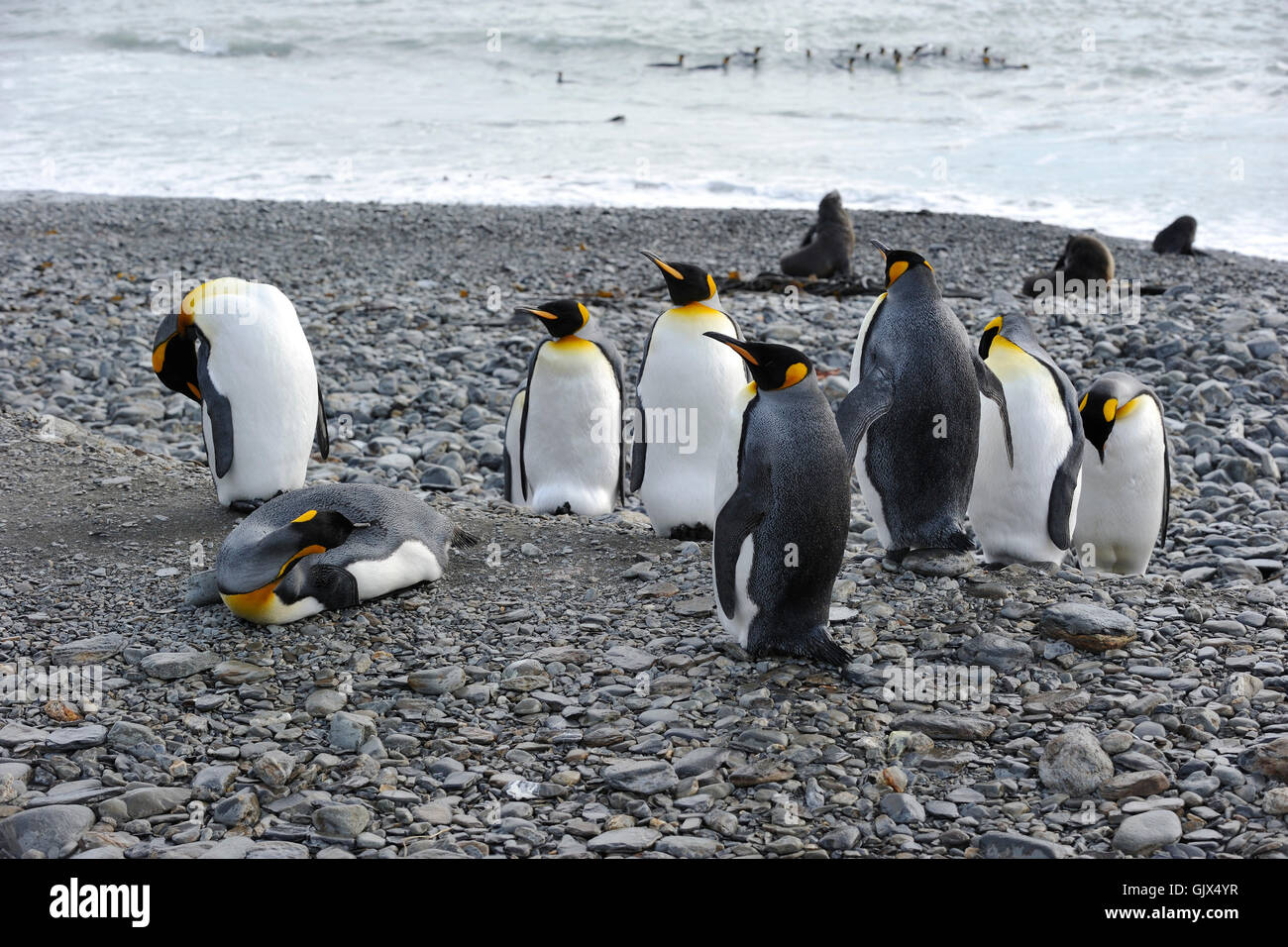 Grupo fauna pingüinos Foto de stock