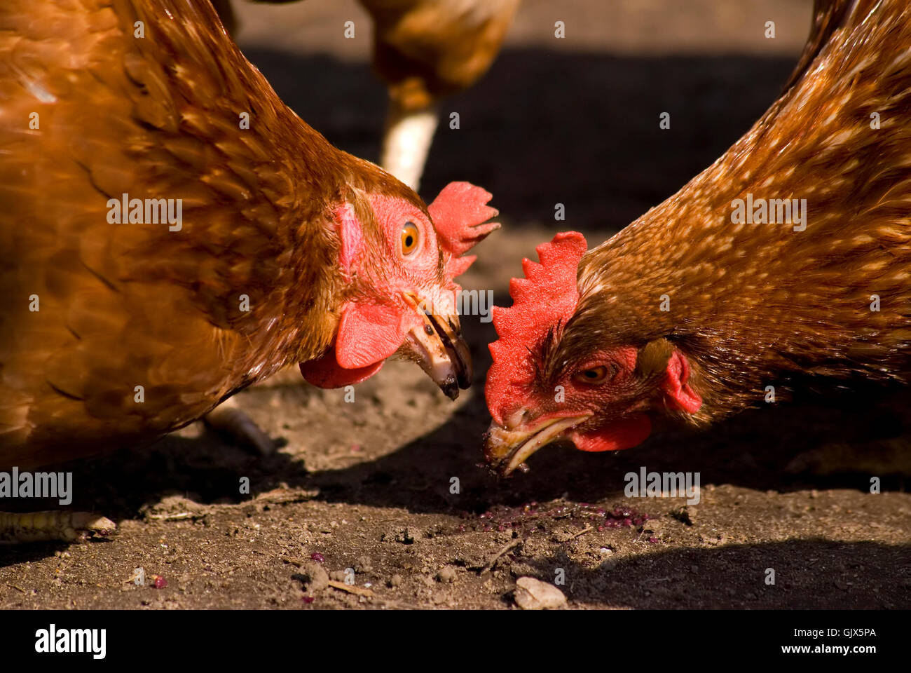 Animales Aves aves Foto de stock