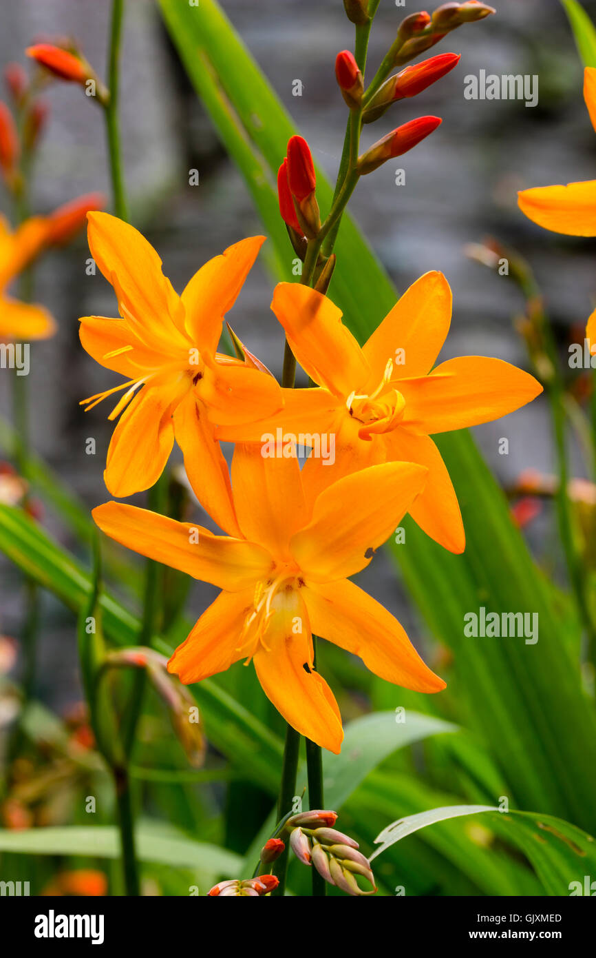 Flores de Naranja y las yemas en el pico de la floración agosto corm,  Crocosmia 'Star de Oriente' Fotografía de stock - Alamy