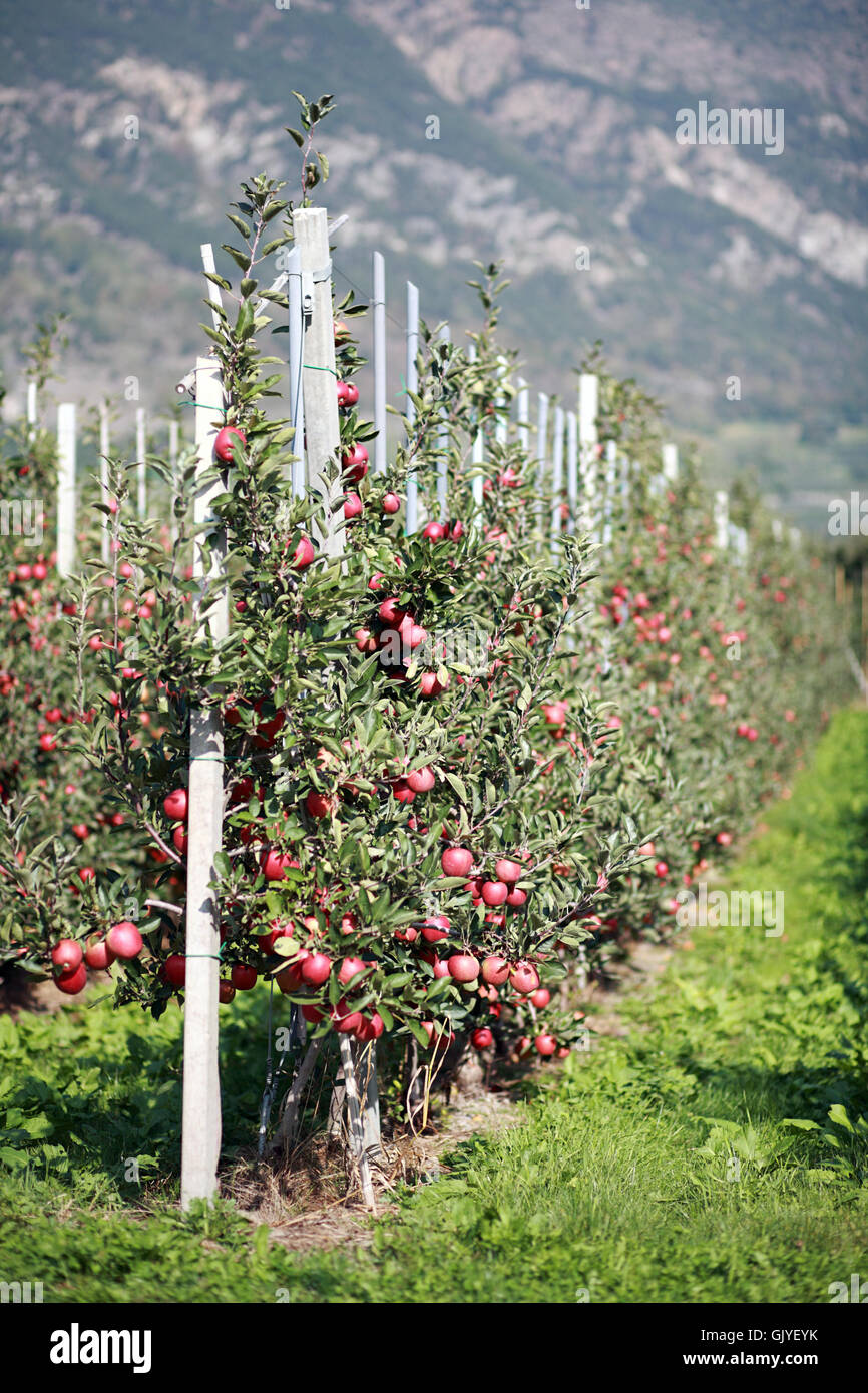 Huerto de Manzanas en el Tirol del sur Foto de stock