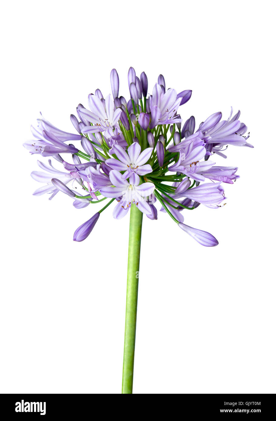 Flor de agapanto azul Imágenes recortadas de stock - Alamy
