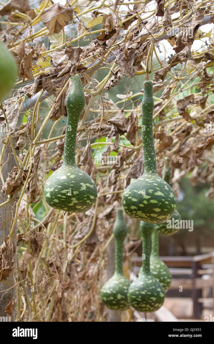 Calabaza colgantes, Cucurbitaceae Fotografía de stock - Alamy