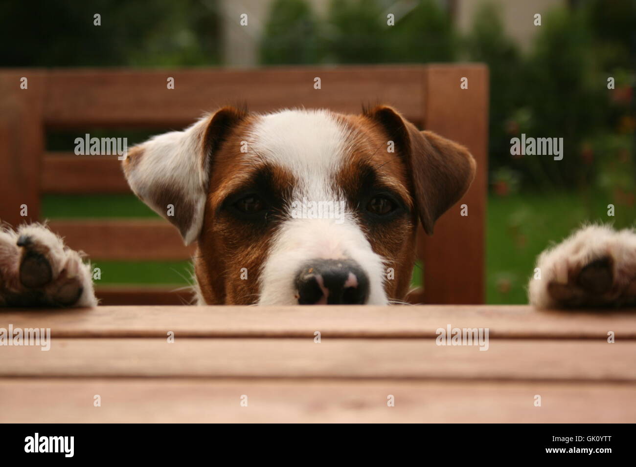 Perro guau fotografías e imágenes de alta resolución - Alamy