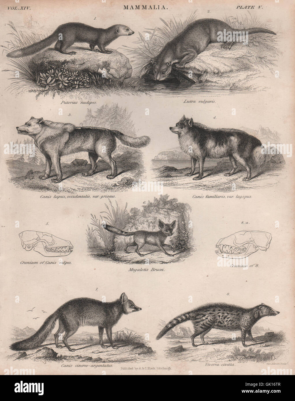 MAMMALIA. Comadreja malaya. La nutria. Wolf. Perro. Fennec. Gray Fox. Civet de África 1860 Foto de stock