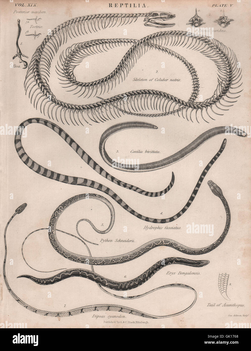 Las serpientes reptiles. La serpiente de la hierba. La serpiente de mar de rayas. Áspero-tailed arena boa, 1860 Foto de stock