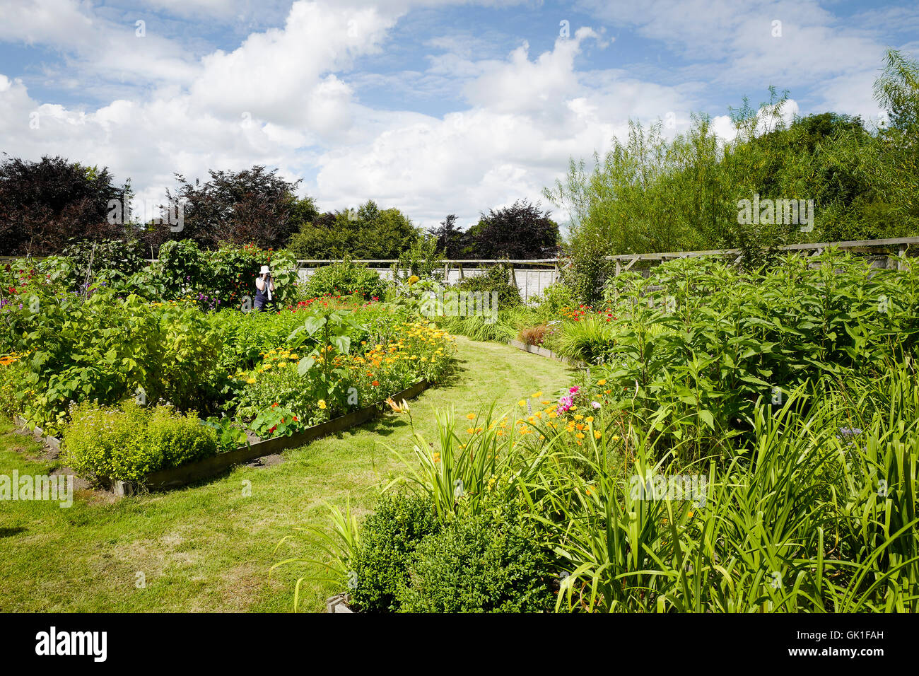 Un jardín comunitario en Devizes crecen muchas plantas y hortalizas abierta al público ocasionalmente Foto de stock