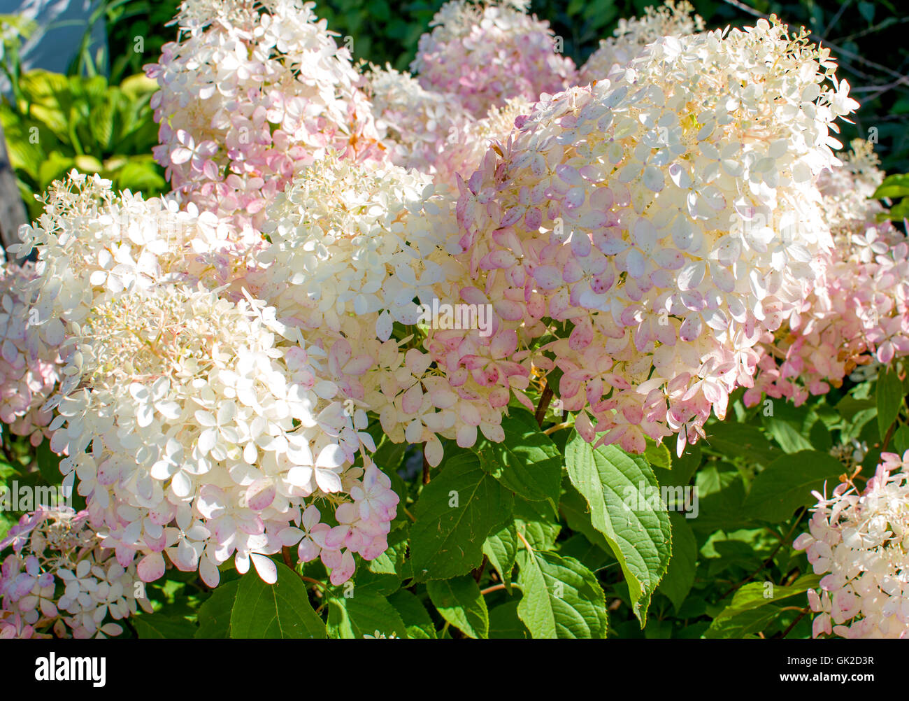 Phanton flores cultivadas la hortensia blanco-rosa, un jardín, hortensias,  flores, flora, flores, rosas, plantas, verano Fotografía de stock - Alamy