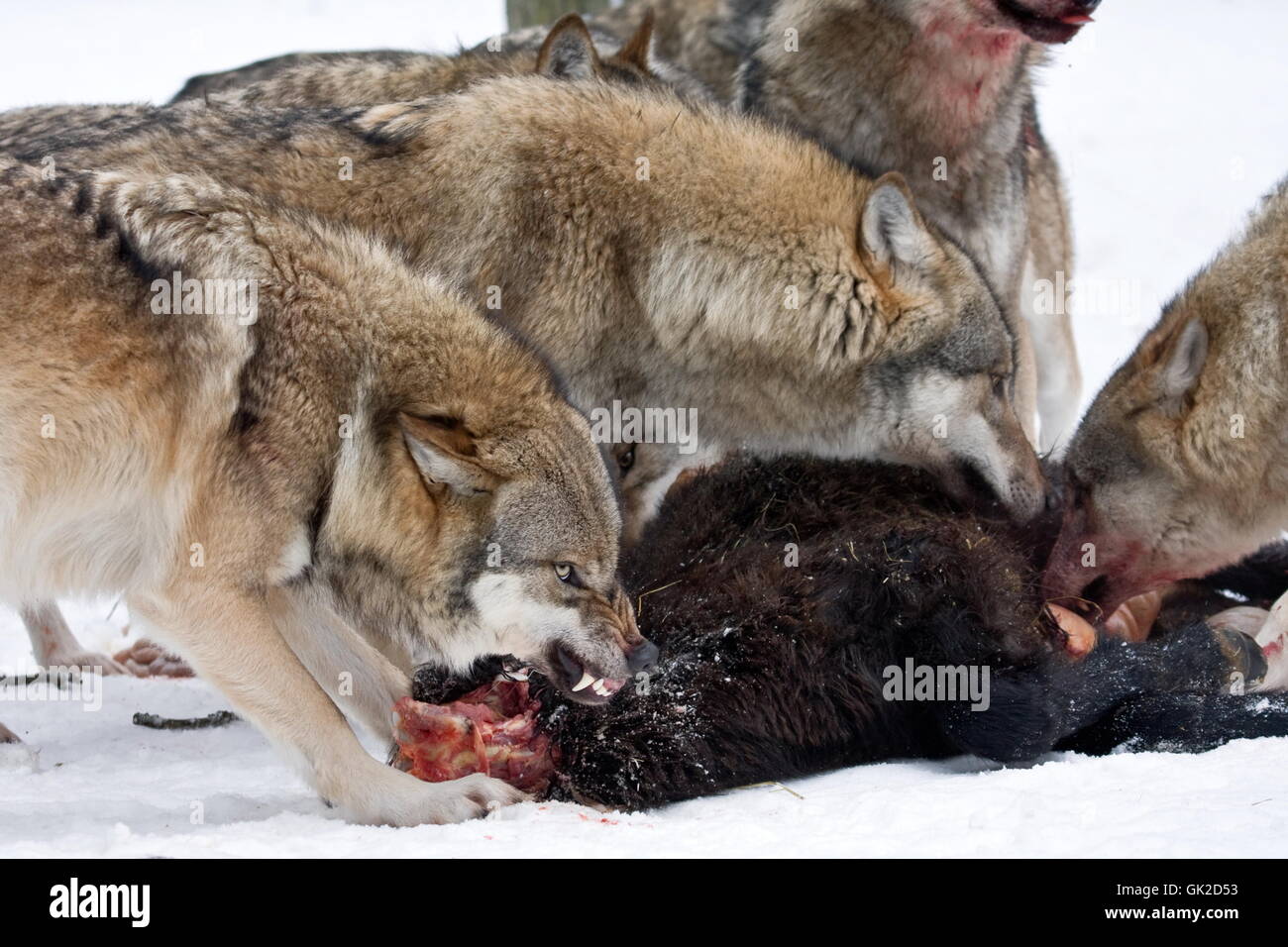 comida de lobo Foto de stock
