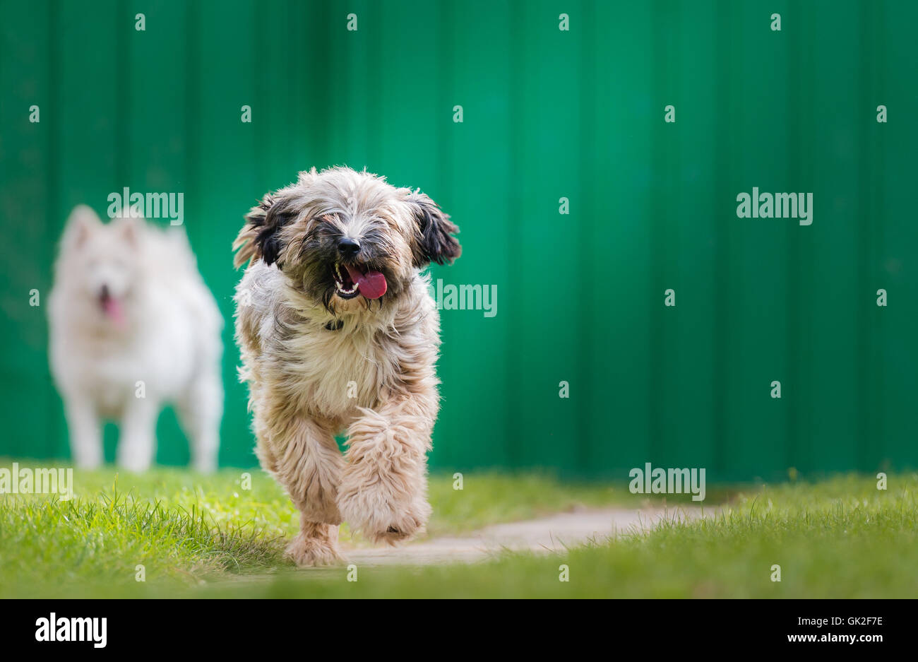 los terriers tibetanos son hereditarios