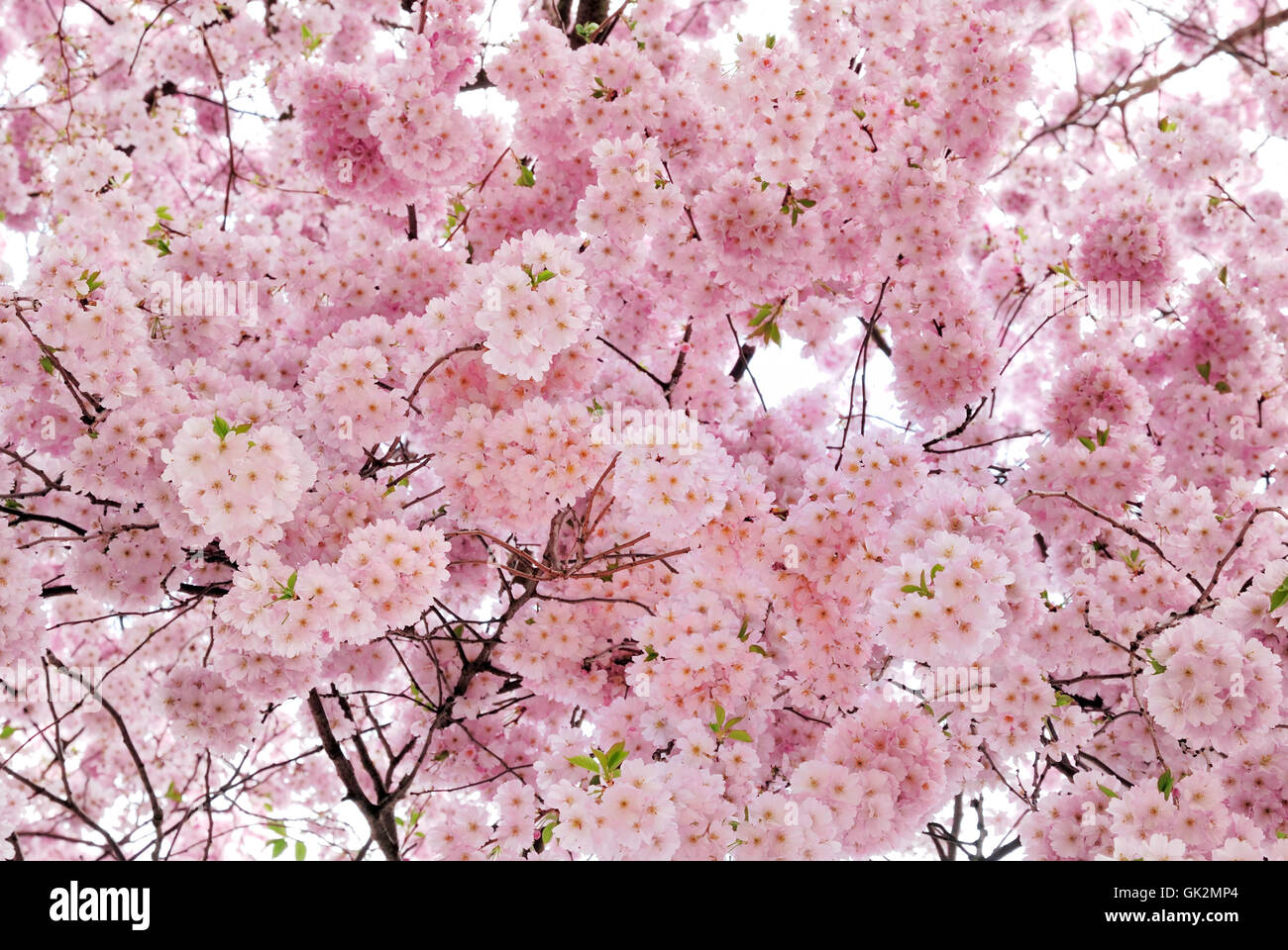 Brillando suavemente los cerezos en flor en el árbol. Foto de stock