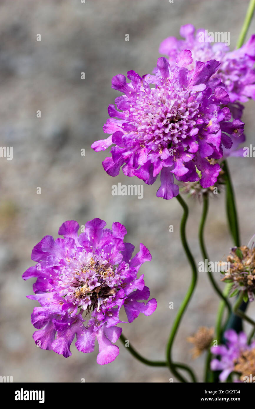 Flores violeta azulada del almohadón, Scabiosa caucasica scabious compacto 'Vivid Violet' Foto de stock