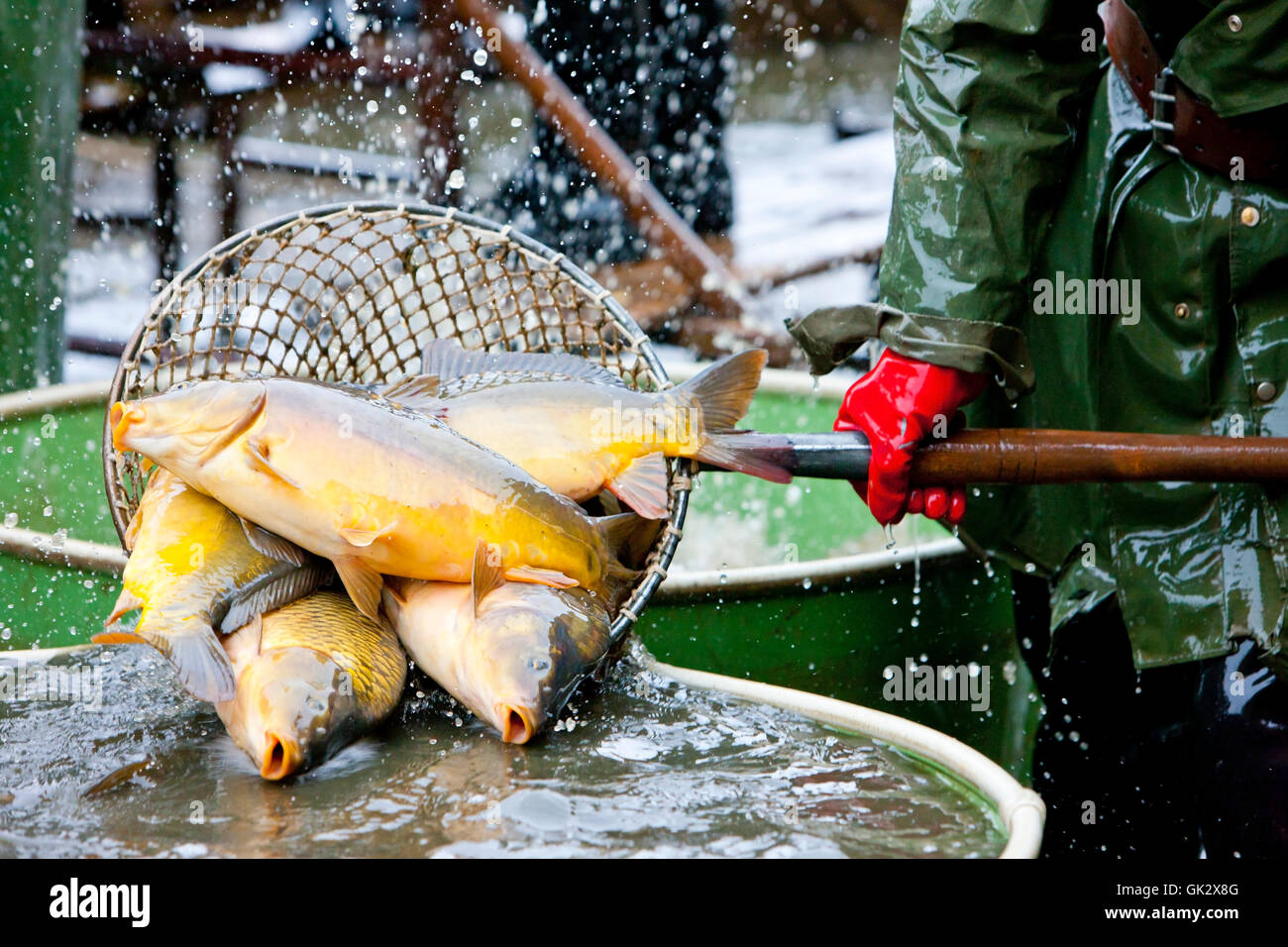 Pesca fauna animal Foto de stock