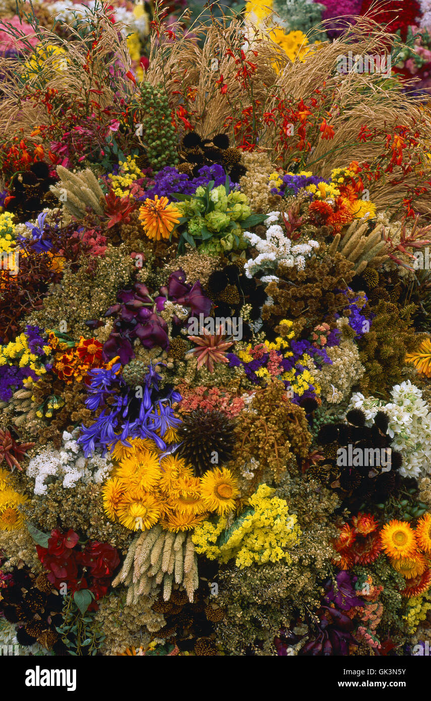 Ca. 1980-1995, Medellín, Colombia --- coloridas flores secas están  agrupados juntos en un arreglo floral, Medellín, Colombia Fotografía de  stock - Alamy