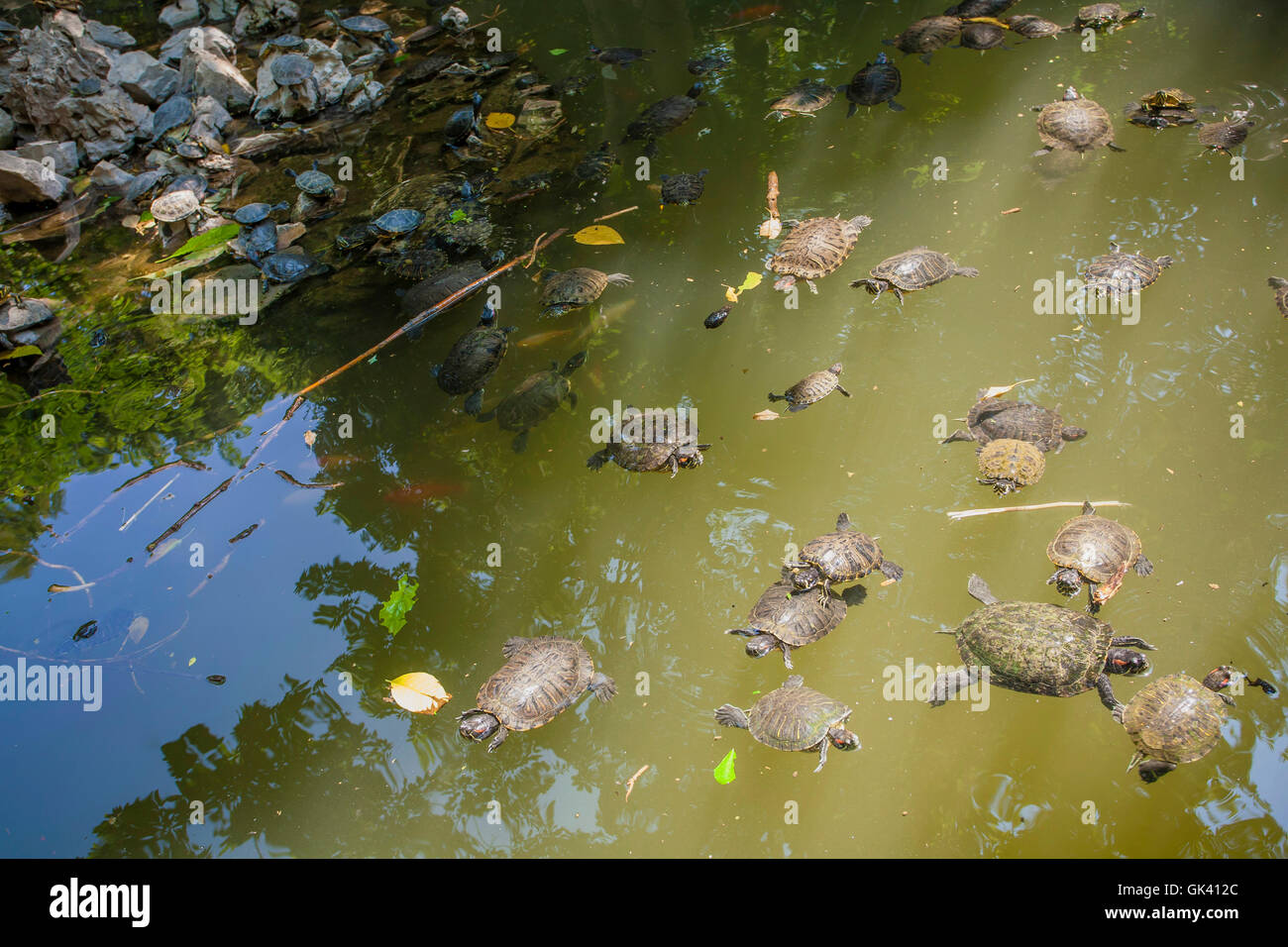 En el lago de las tortugas de orejas rojas (Trachemys scripta elegans), el  Jardín Nacional parque público en el centro de Atenas, Grecia Fotografía de  stock - Alamy