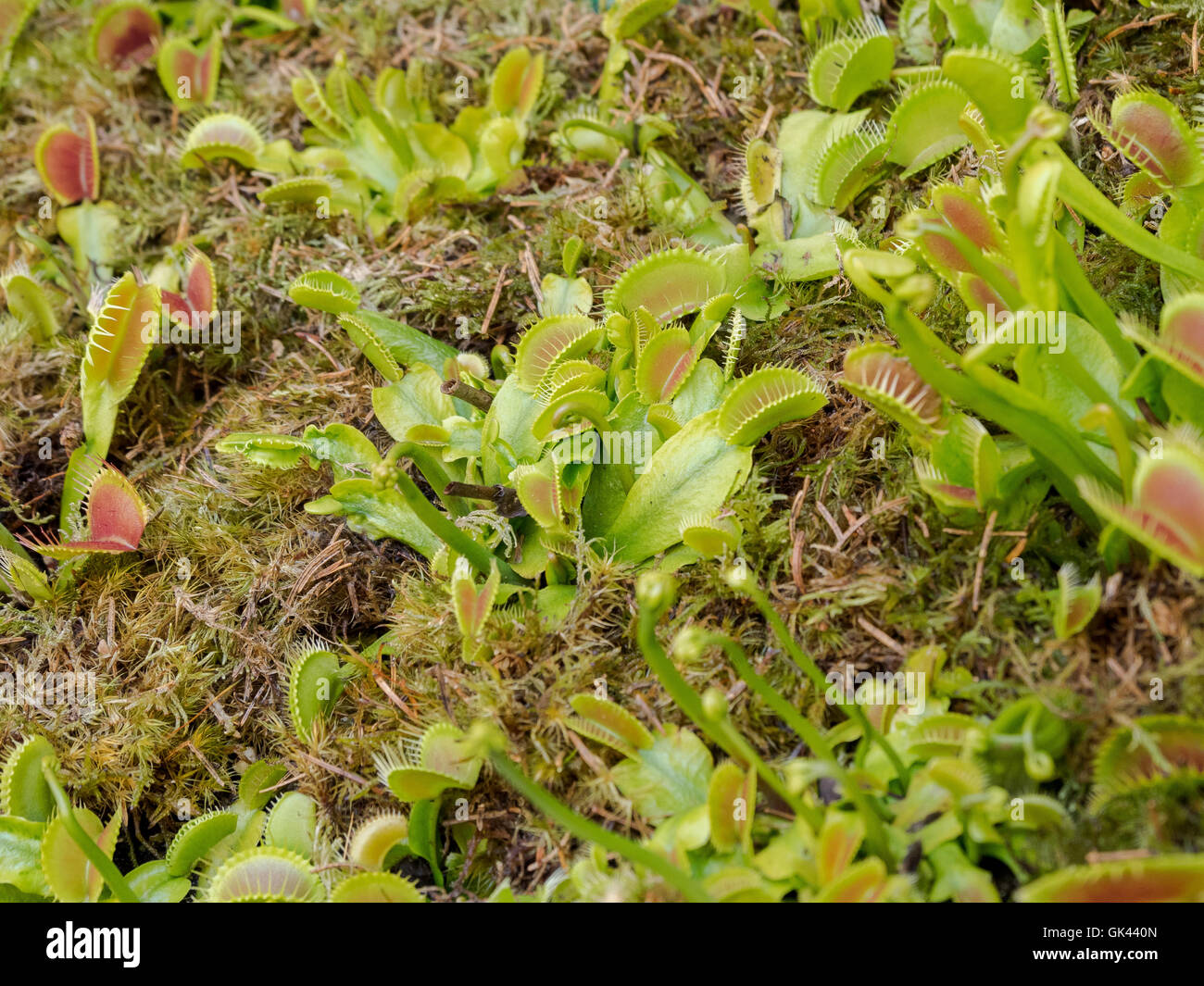 Dionaea muscipula, también conocida como Venus atrapamoscas, planta carnívora, surtido de colores verdes Foto de stock