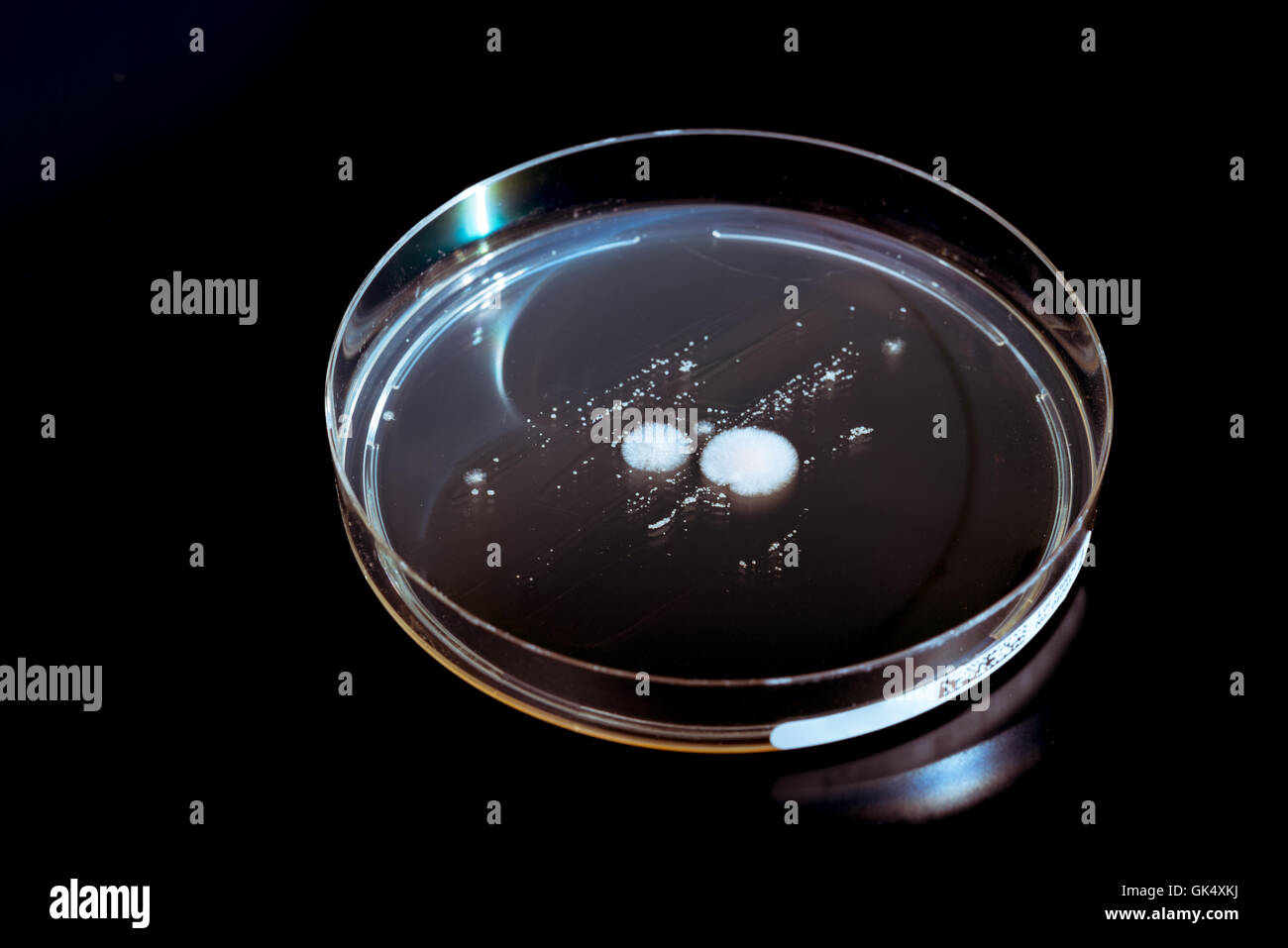 Placas de Petri con las colonias de microorganismos y hongos. Foto de stock
