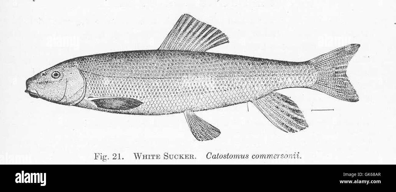 Catostomus commersonii fotografías e imágenes de alta resolución Alamy
