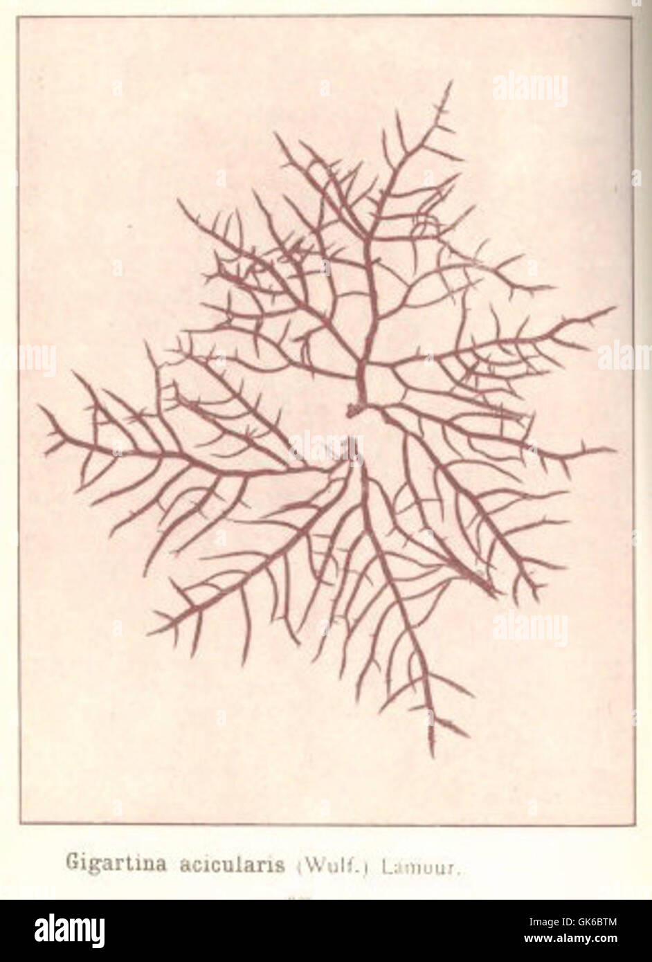 53621 (Algues Rhodophycees ou Floridees rouges), Gigartina acicularis Gigartinees (Wulf) Tonos lamour Foto de stock