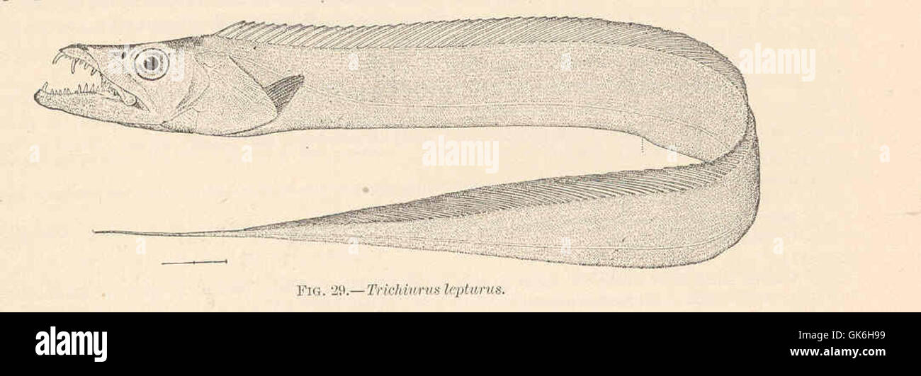 38066 Trichiurus lepturus Linnaeus 'Machete'; Cutlas-fish' Vaina-peces; plata; Peces sable; Savola Foto de stock
