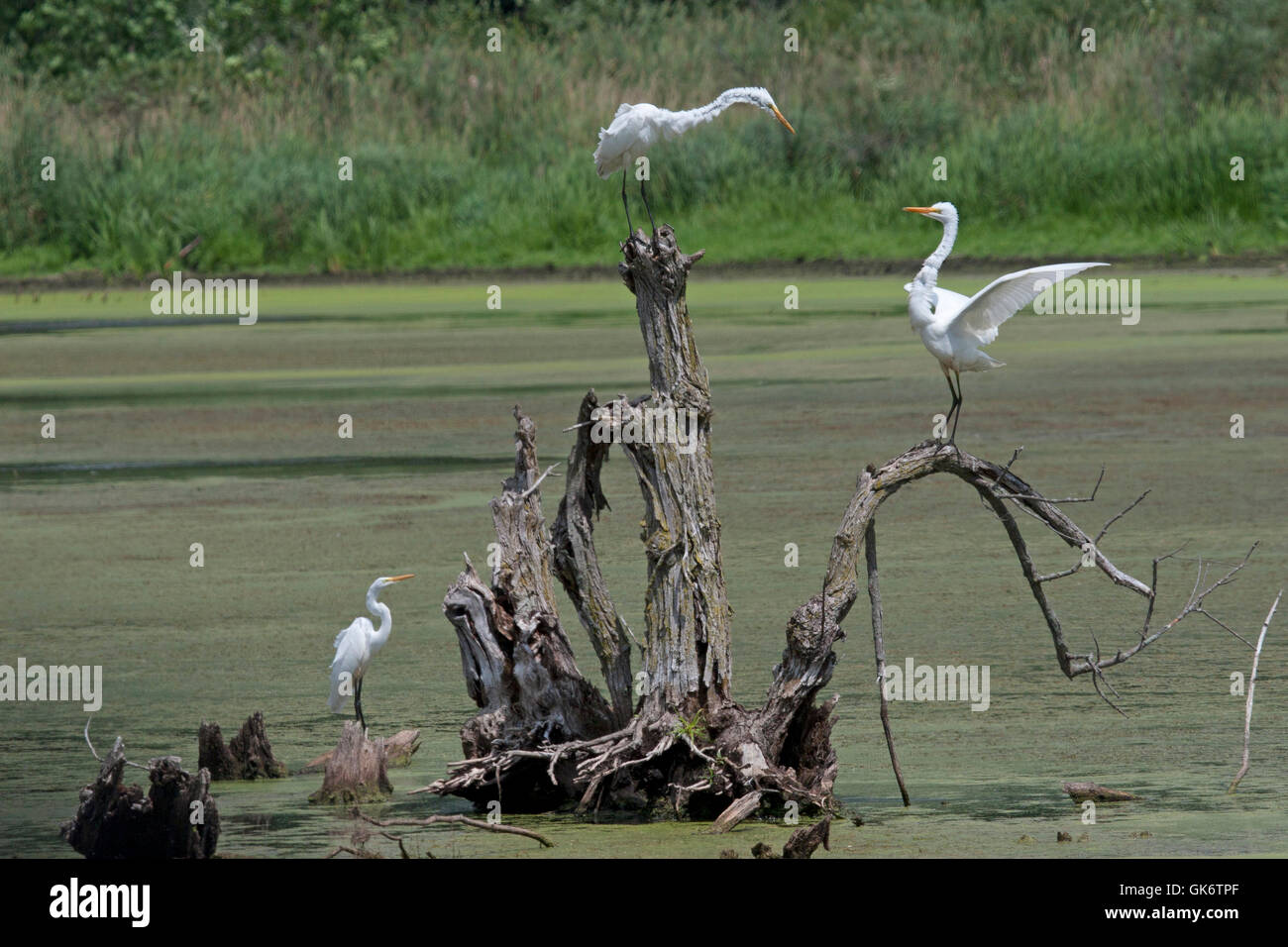 Dos grandes garzas blancas argumentar sobre el territorio como tercer egret mira Foto de stock