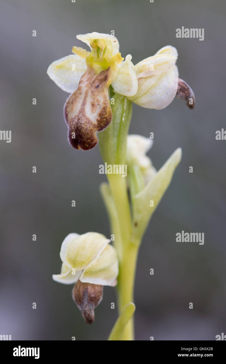 Sombrío Bee Orchid (Orquídea Abeja Sordo / Ophrys fuscus) flor Foto de stock