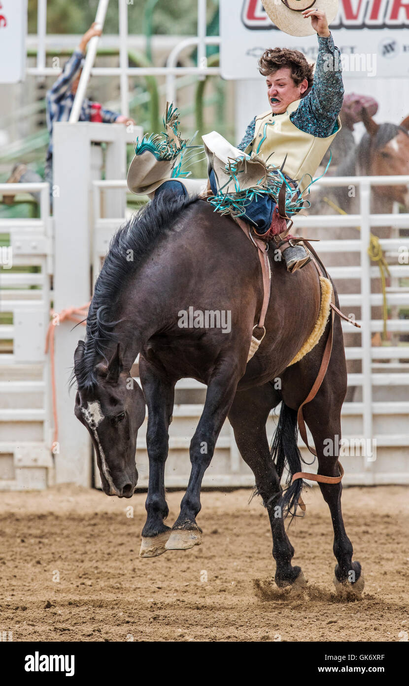 Rodeo Vaquero montando un caballo, saddle bronc tirones de competencia, Chaffee County Fair & Rodeo, Salida, Colorado, EE.UU. Foto de stock
