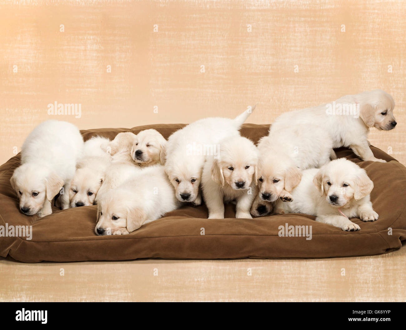 Foto de estudio de once blanco - Platinum - beige Golden Retriever cachorros en un perro grande cama. Foto de stock