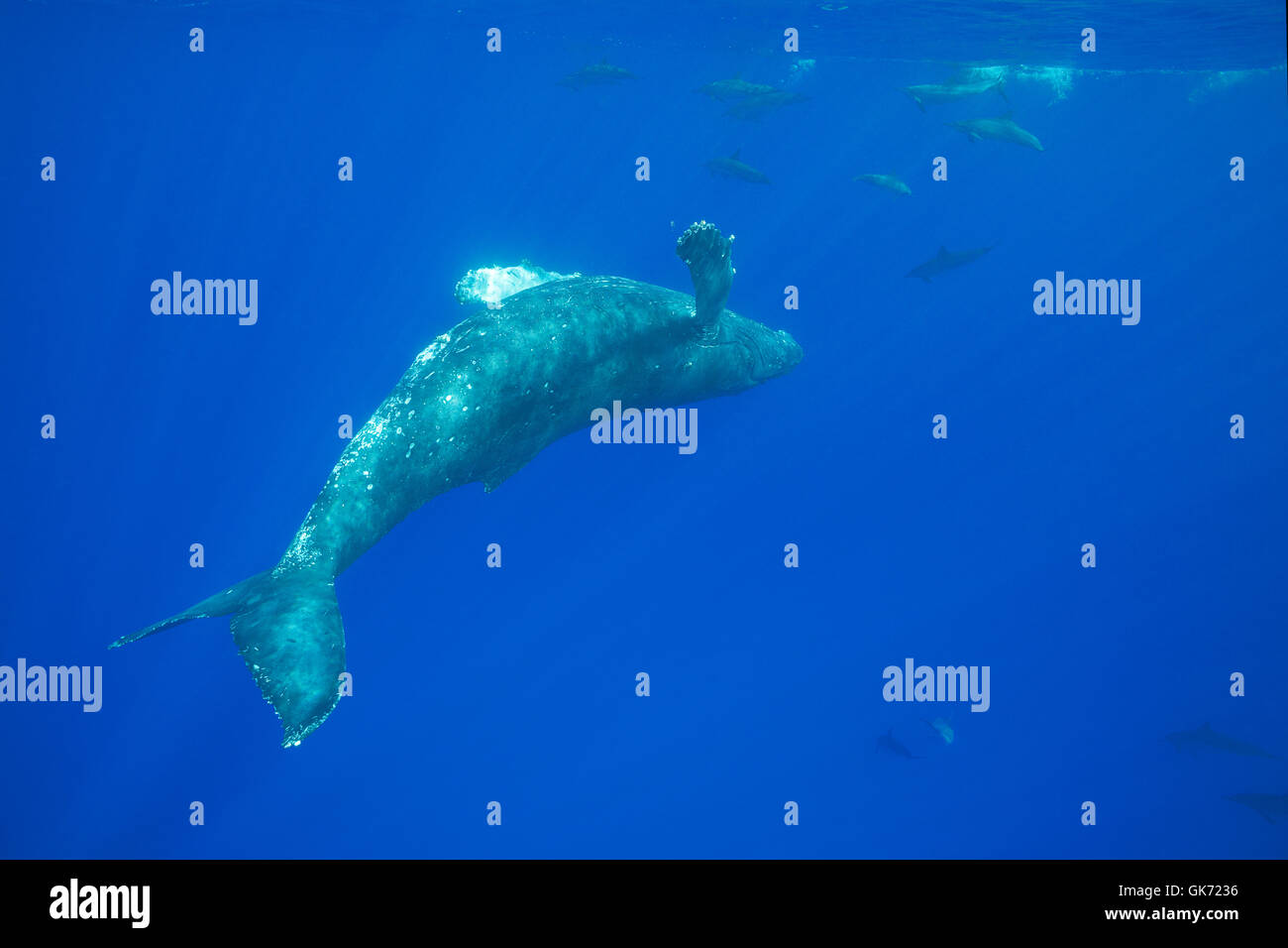 Menor femenina ballena jorobada, Megaptera novaeangliae, nadando al revés y cavorting con Hawaiian delfines o gra Foto de stock